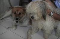 my two lovely dogs..ashley and terling - this two dog is very pretty , ashley and terling..