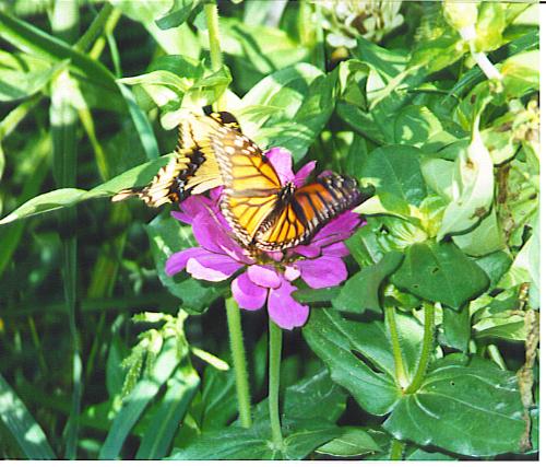 a picture I took on this beautiful day - a butterfly