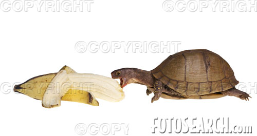 banana - no comment!
