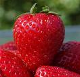 Delicious strawberry - Strawberry