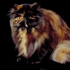 carmelita - This is my long-haired cat from the no-kill shelter.