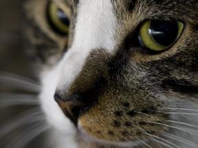 poi - This is my cat from hawaii