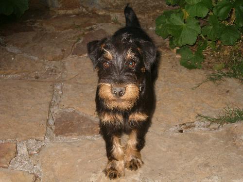 Picture of Joker - This is my dog Joker, he's a german jagd terrier.