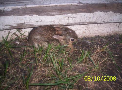 Little Rabbit - This little rabbit jumped out of a hole while I was cutting the grass, and a laid him self right in front of my shed door. Boy was he scared..