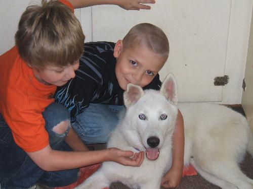 my two boys with the family pup - Frost at 7 month with my boys. Frost is an AKC Siberian Husky.