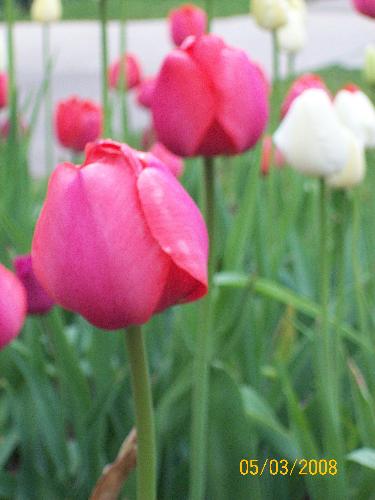 =) - my favorite flower
