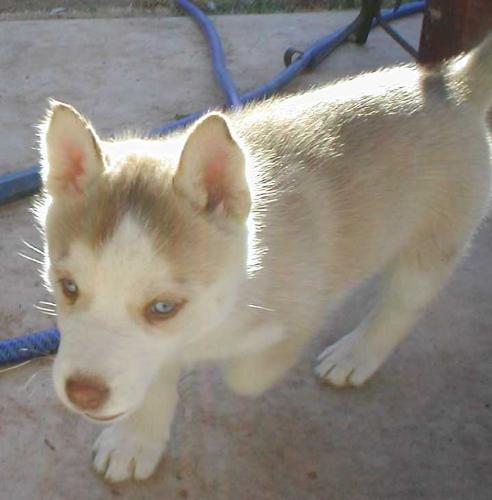baby husky - baby husky.