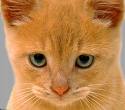 neko cat - neko cat is picture kitten is pretty.