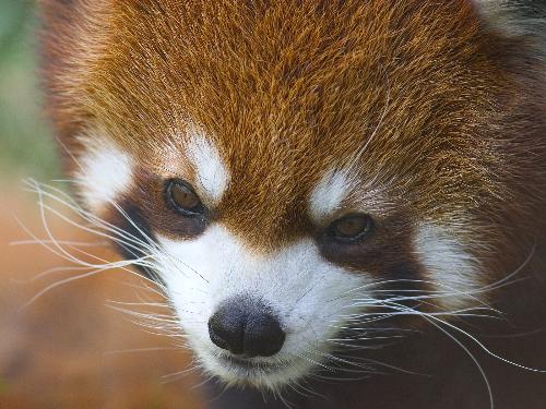 redpanda - Animal 's hard to find but lovely.