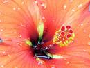 wisdom in a flower - close up picture of a pale pink lily flower and its stamin and clumps of pollen all over it