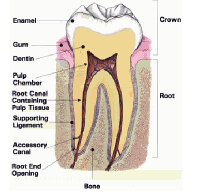 Root Canal - Root canal..