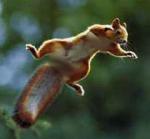Crazy Squirrel - Crazy Squirrel flying through the air.