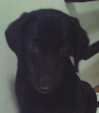 Daffy - She is a playful black Labrador Retriever puppy