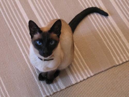 siamese cat - siamese cat sitting at the floor