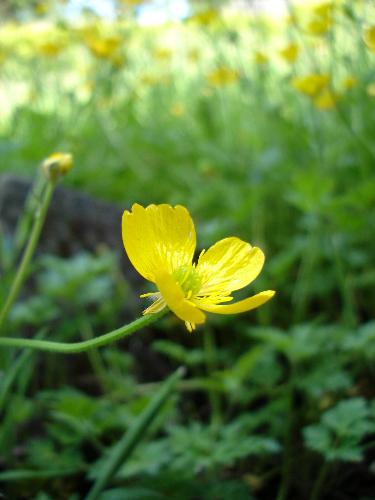 Yellow Poppy and Buttercups - A pretty composition which I took in my garden.