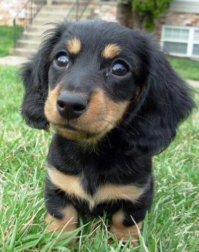 dauchshund - isnt he cute?