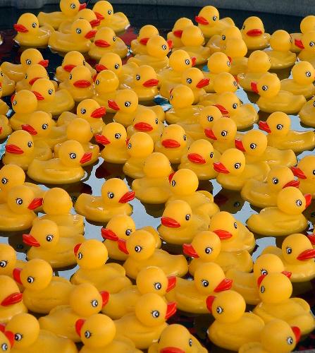 Rubber Duckies - Rubber duckies at the state fair