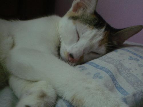 my cute cat - you see her sleeping with pillow? very spoiled and bratty sometimes. but shes cute and sweet sometimes. how can i take off the fleas that she has. will someone give me an idea?
