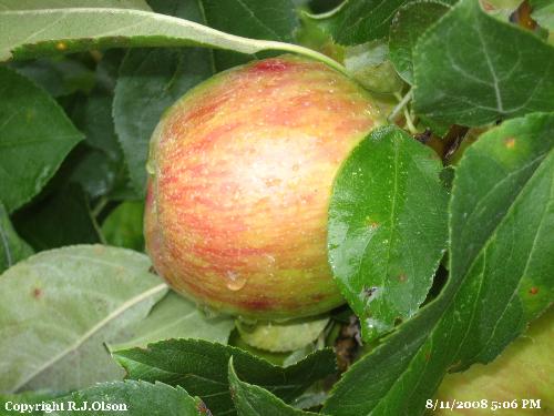 Haralred Apple - Looking great sao fart. Haralred Apple - Looking great sao fart.