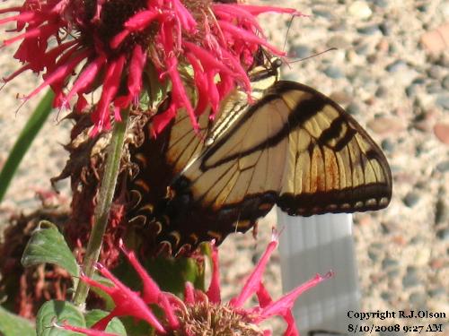 Unknown Species - Beautiful butterfly on my Beebalm in Minnesota recently.