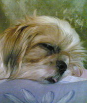 mikki - here's my dog mikki sleeping on my bed ^_^