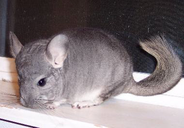 Davinci - This is my boy Davinci. He is a carrier of the saphirre mutation.