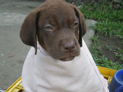 my new baby - this is my new baby...a 2 mos. old labrador..