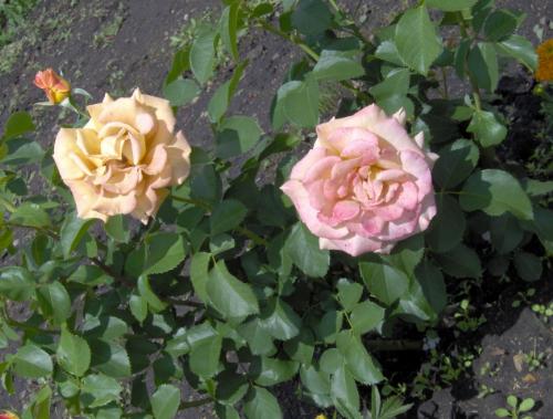 Roses for you - These lovely blooms were grown in my friends garden in canada.