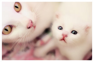 Cute Kittens - 2 Cute Kitties