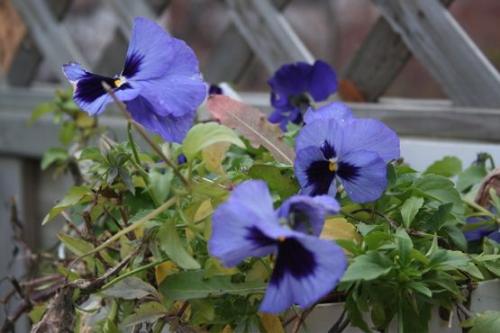 Gardening as a Fun - gardening reduces stress, and gives happiness
