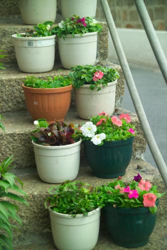 Gardening as a Fun and hobby - gardening reduces stress, and gives happiness