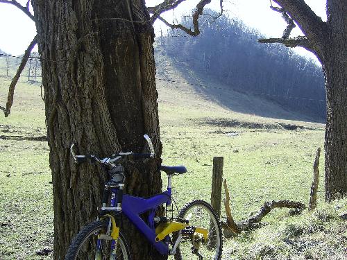 My Trusty Steed - I found this bike out on my front lawn a few years ago. I left it there for quite a few days before I decided it was mine. It has shock absorbers and is a very comfortable ride. Plus it doesn't use gas and I can do any repairs on it myself!