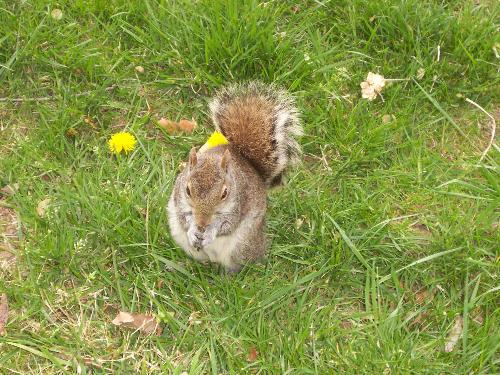 Squirrel - I was able to get really close to this squirrel.