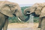 water - elephants drinking water