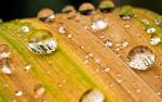 water - the leaf with droplets of water