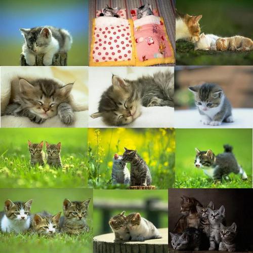 Cats2 - Here is the second image that I made after gather some photos for the cats, for some my friends that ask for do that, because they love cats, I share it here for all my friends and for all who love the cats.