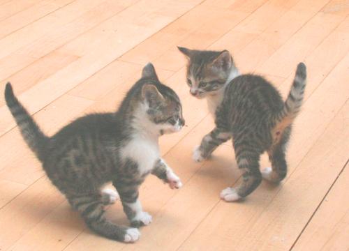 Kittens - The kittens but you can&#039;t see their markings very well.