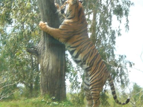 tiger - this is one of the pictures i took in orlando at disney world. I just thought it was a really neat picture.