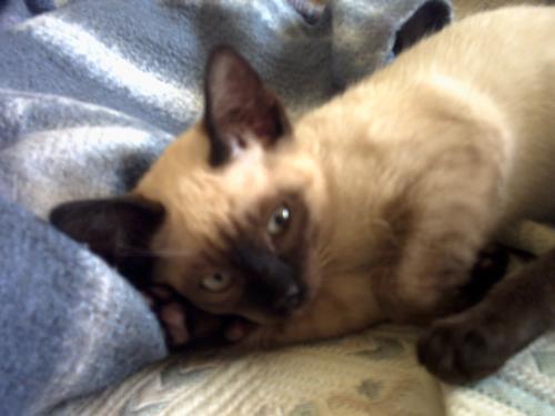 Sylvester - our little cat