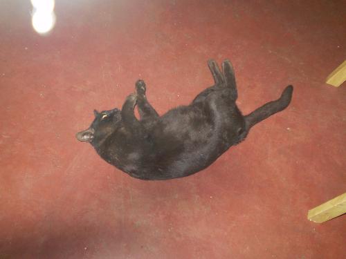 black cat - she is my favourite cat.. black cat..