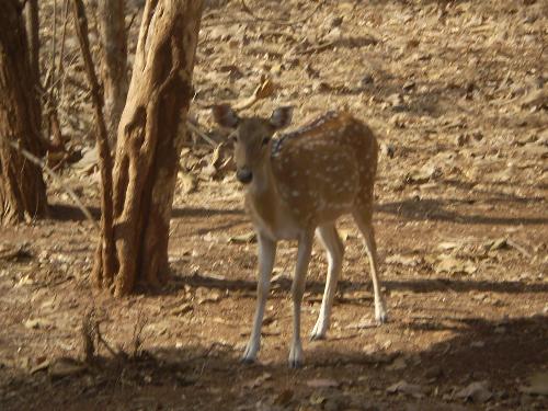 dear deer -  i have seen a lot of them in hot summer of GIR forest