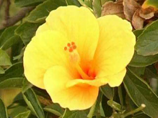 yellow flower - yellow flower