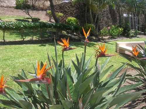 hawaii, tropics, scenery, tropical island, pacific - hawaii, tropics, scenery, tropical island, pacific, palm trees