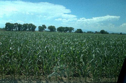 Colorado - Corn field in northern Colorado.