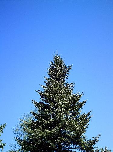 waiting for Christmas - Nice sunny summer day. We look at a fur-tree and we think of the Santa with gifts.