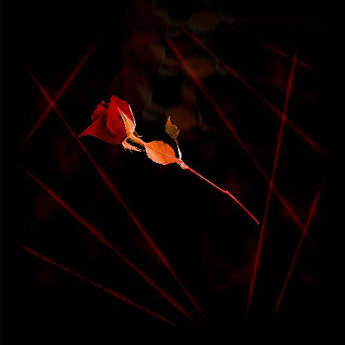 Rose shall fall - One of my creations.