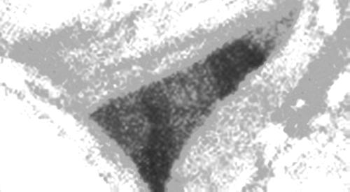 gettysburgh ghosts - can you see the ghosts in this picture? How many do you see?