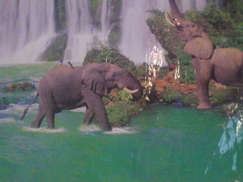 African Elephant - The beauty of African lush vegetation