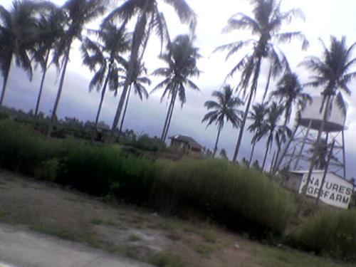 Coconut Trees - Coconut trees are very useful to man. Coconut husks are used for cleaning, The fruit is delicious and refreshing. The trunk could be utilized also as a posts. There are many uses of the coconut tree.