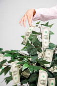money - photo of woman picking money from money tree, close-up of hand